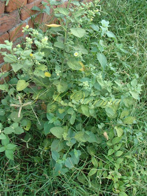  Plants